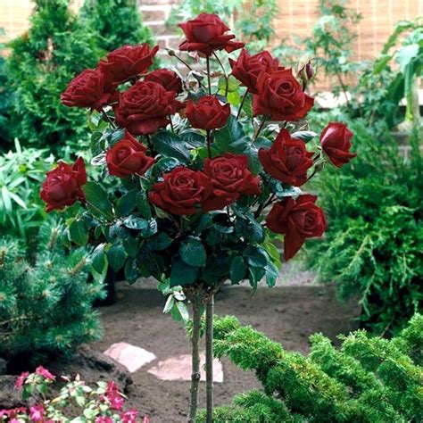 trandafir baccara|Trandafir pe tulpină înaltă Black Baccara .